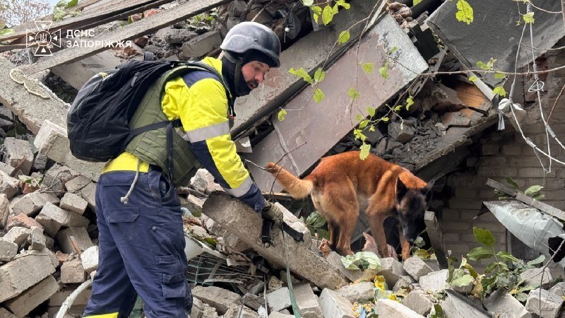 A search dog on the rubble