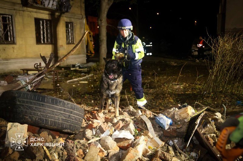 A search dog at the site, evening of 12 Oct